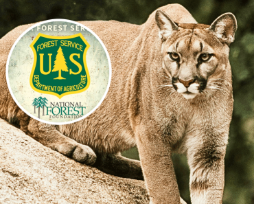 Colorado Woman Dies in Rare Mountain Lion Attack, First Fatal Case in Decades